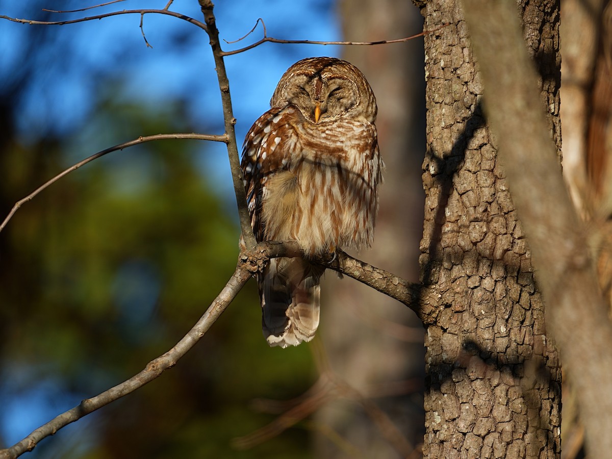 Barred Owl - ML627758059