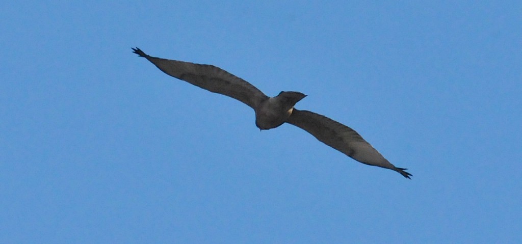 African Marsh Harrier - ML627758062