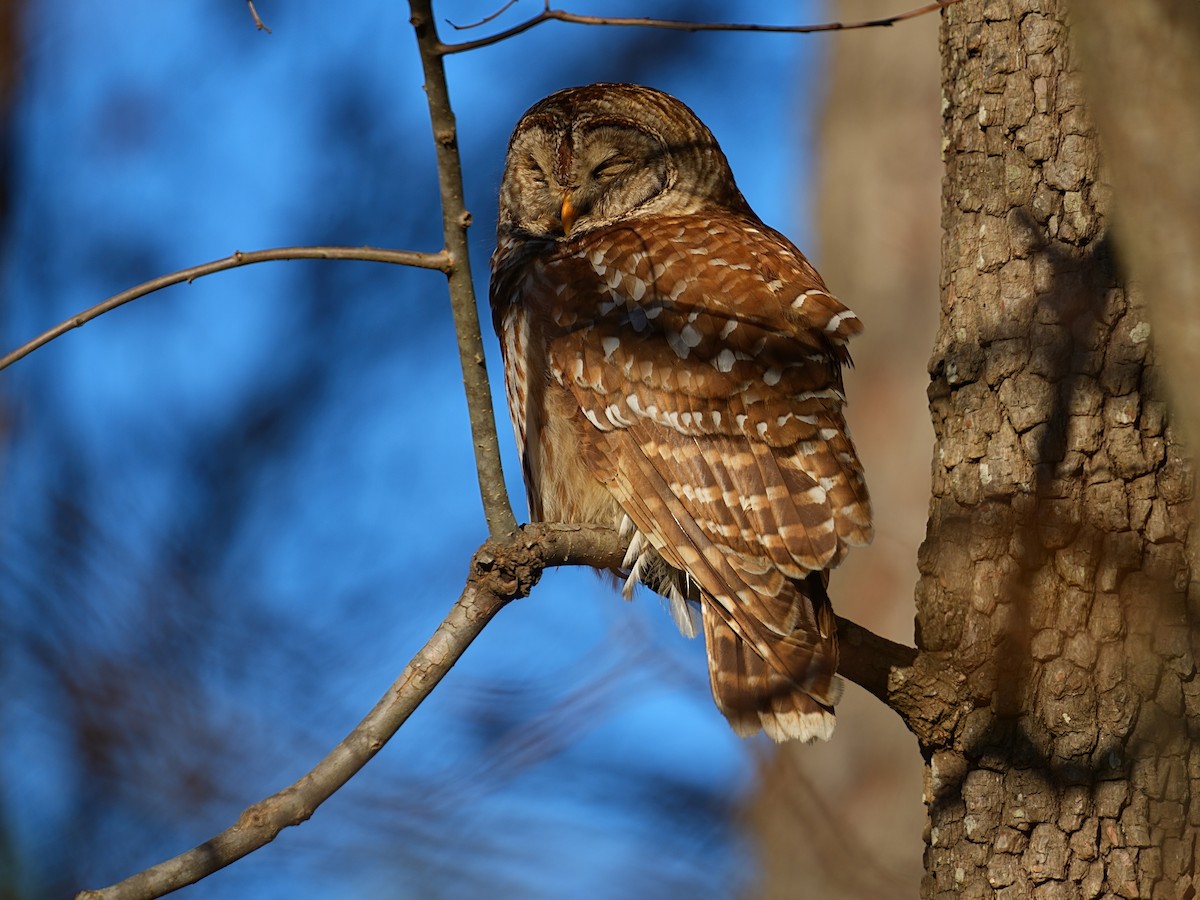 Barred Owl - ML627758063