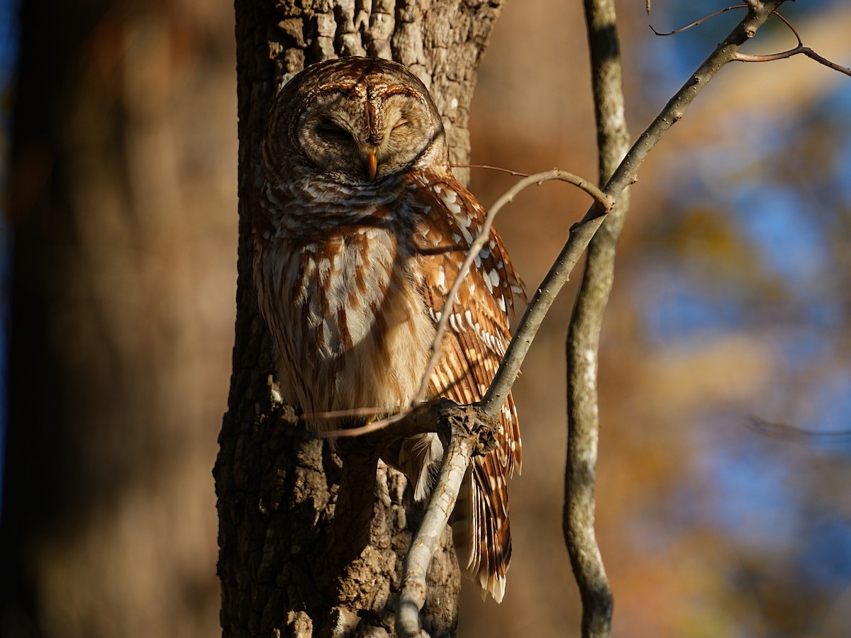 Barred Owl - ML627758064