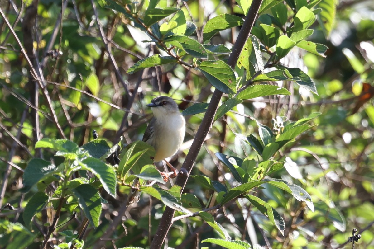 Tawny-flanked Prinia - ML627758066