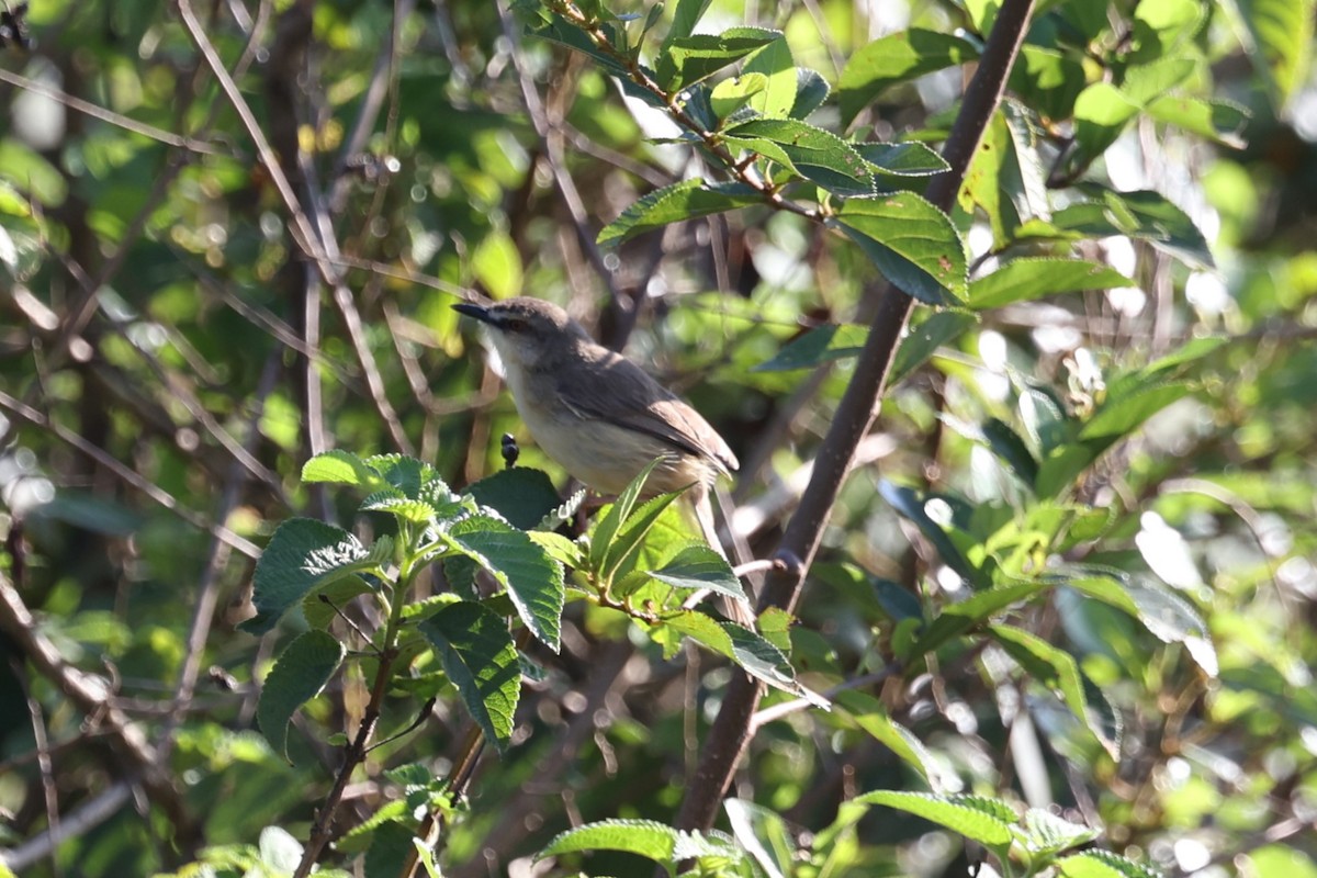 Tawny-flanked Prinia - ML627758067