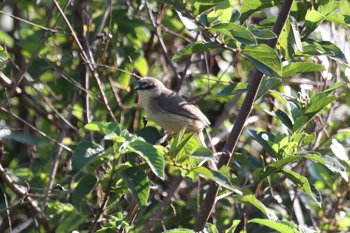 Tawny-flanked Prinia - ML627758068