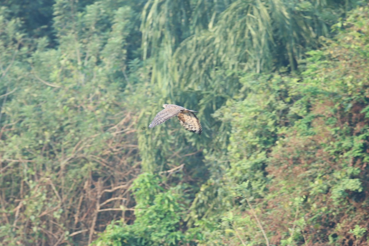 Oriental Honey-buzzard - ML627758076