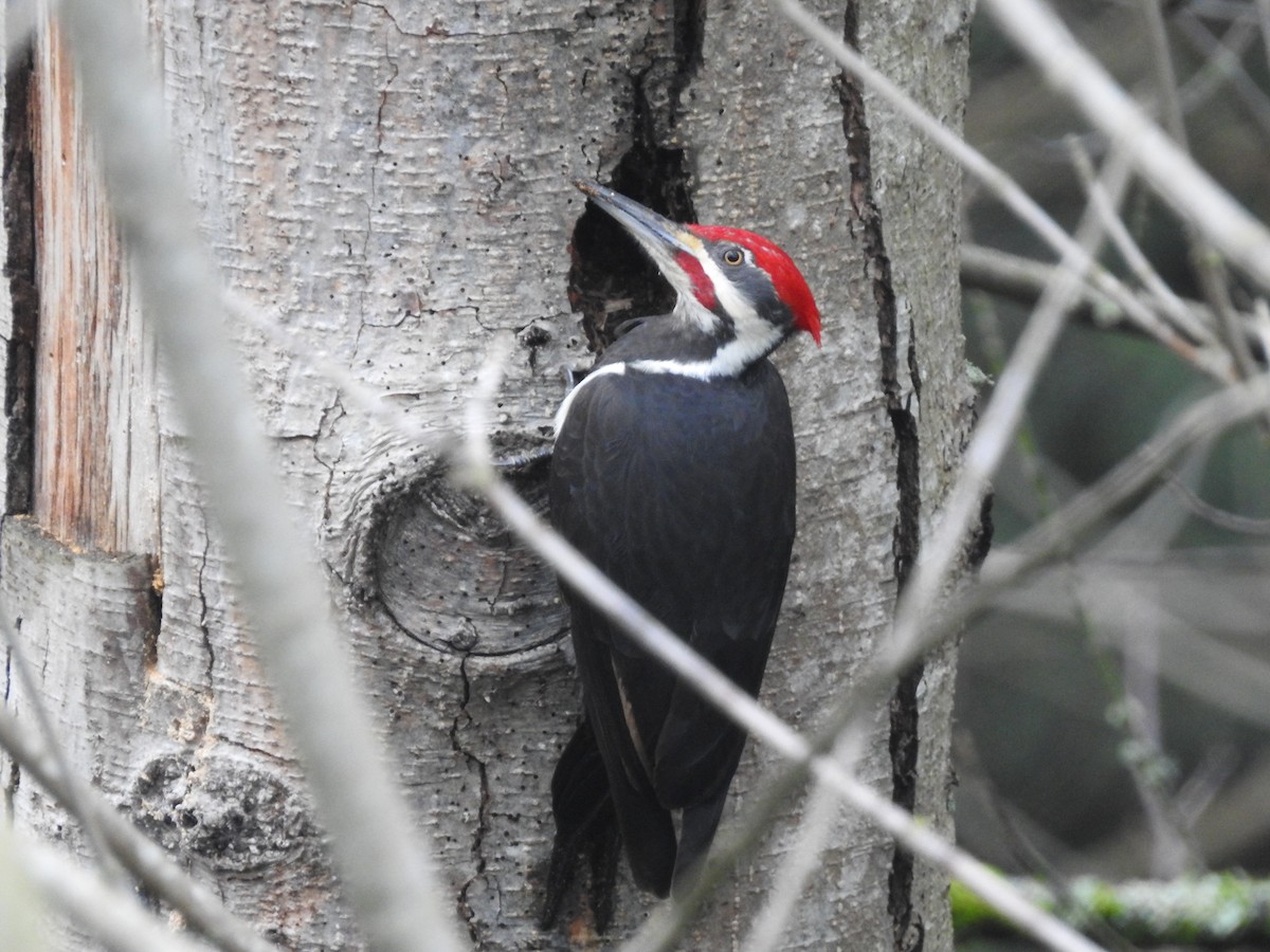 Pileated Woodpecker - ML627758080