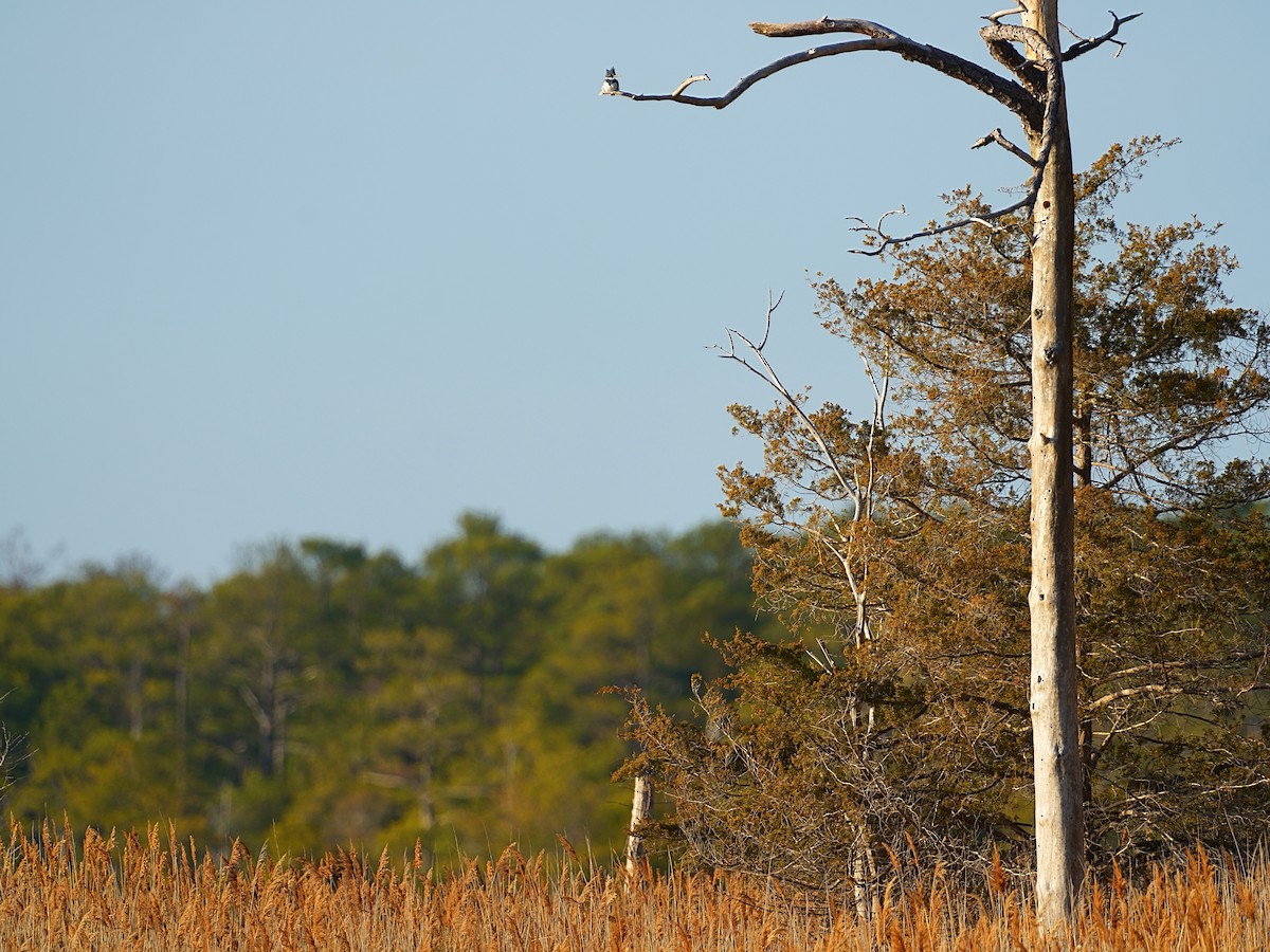 Belted Kingfisher - ML627758081