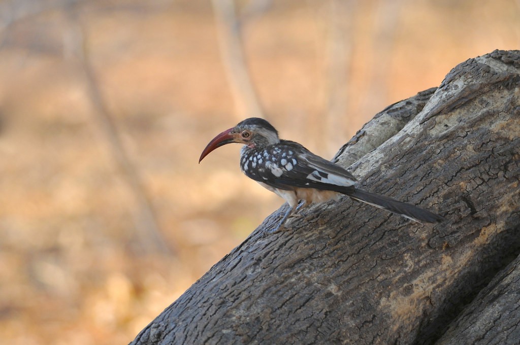 Southern Red-billed Hornbill - ML627758101