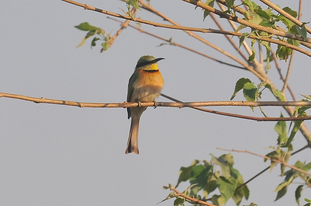 Little Bee-eater - ML627758116