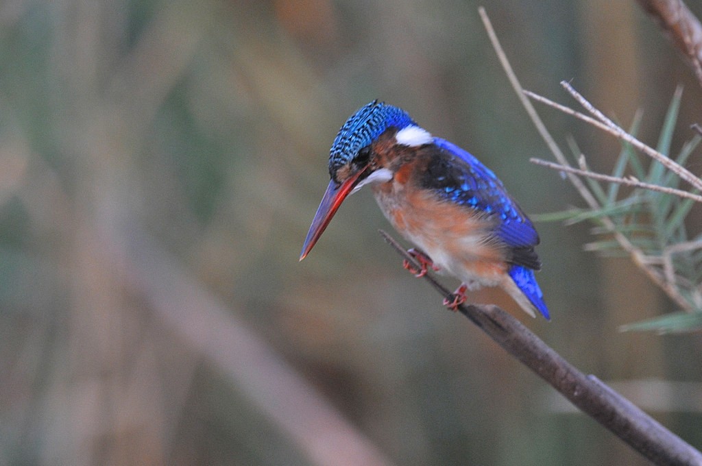 Malachite Kingfisher - ML627758163