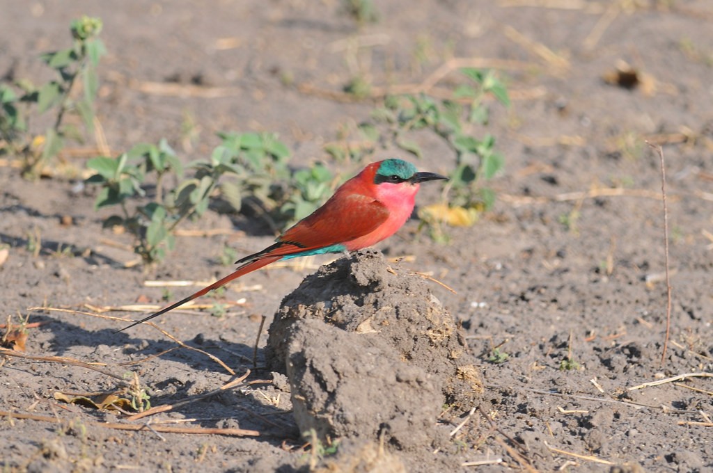 Southern Carmine Bee-eater - ML627758165