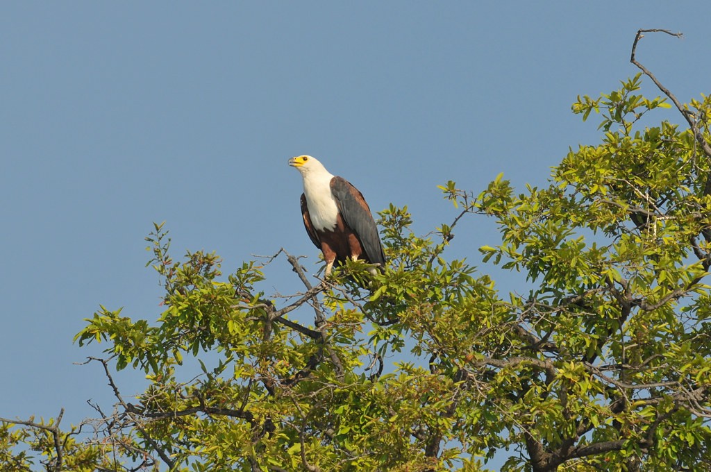 African Fish-Eagle - ML627758167