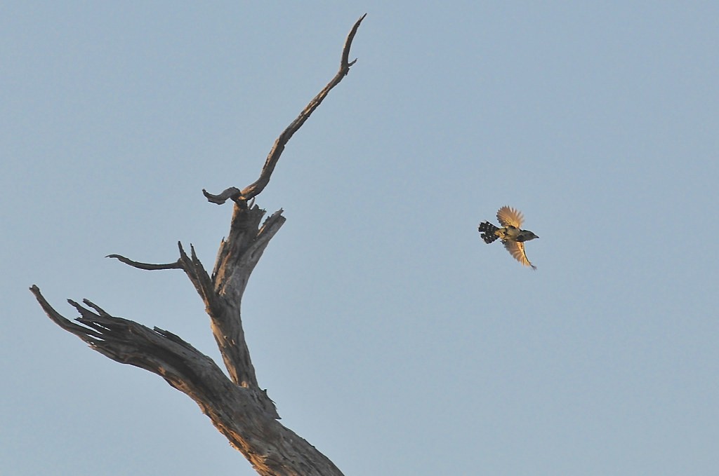 Crested Barbet - ML627758218