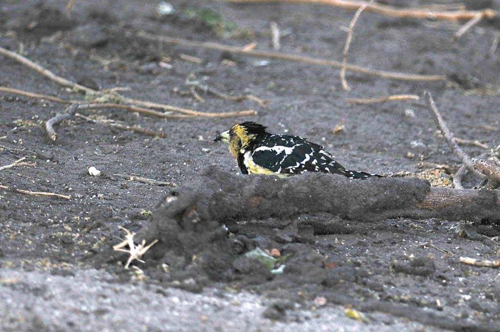 Crested Barbet - ML627758224