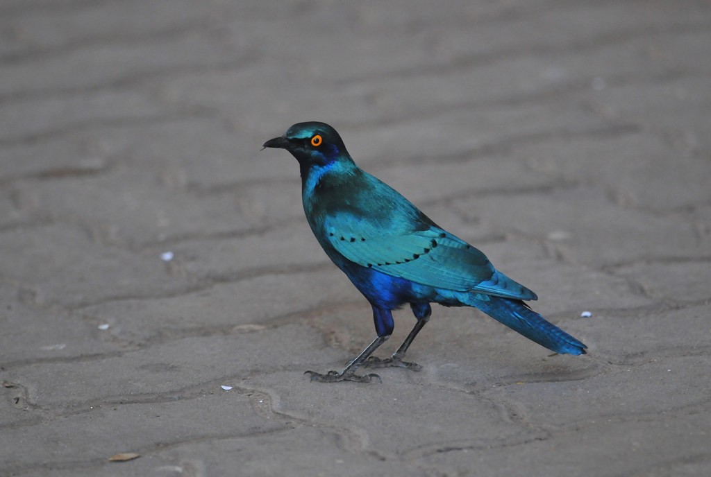 Greater Blue-eared Starling - ML627758294