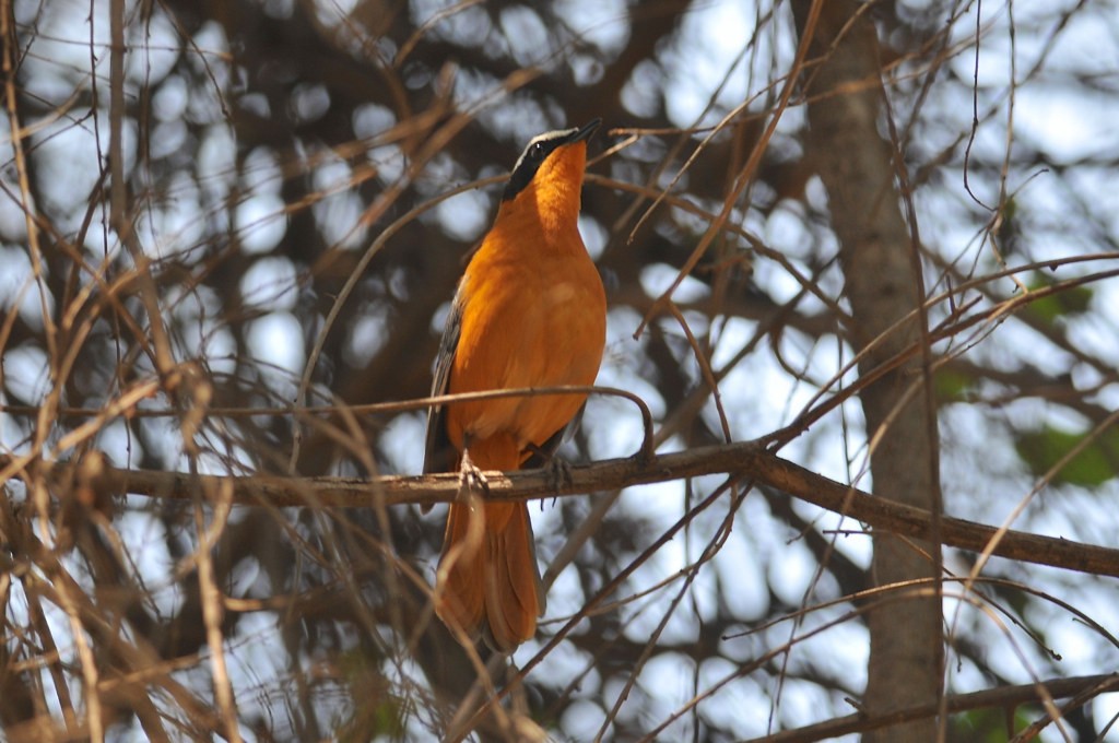 White-browed Robin-Chat - ML627758311