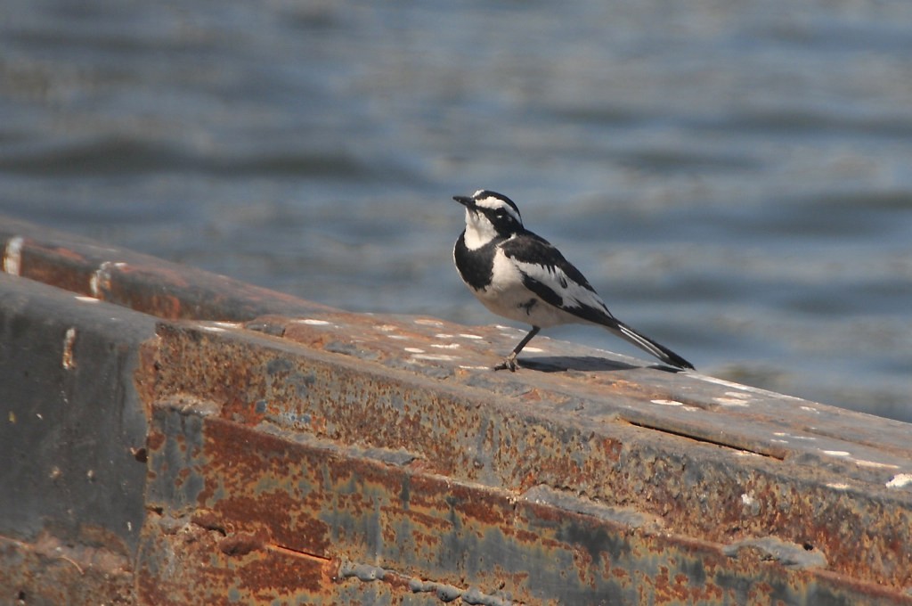 African Pied Wagtail - ML627758330