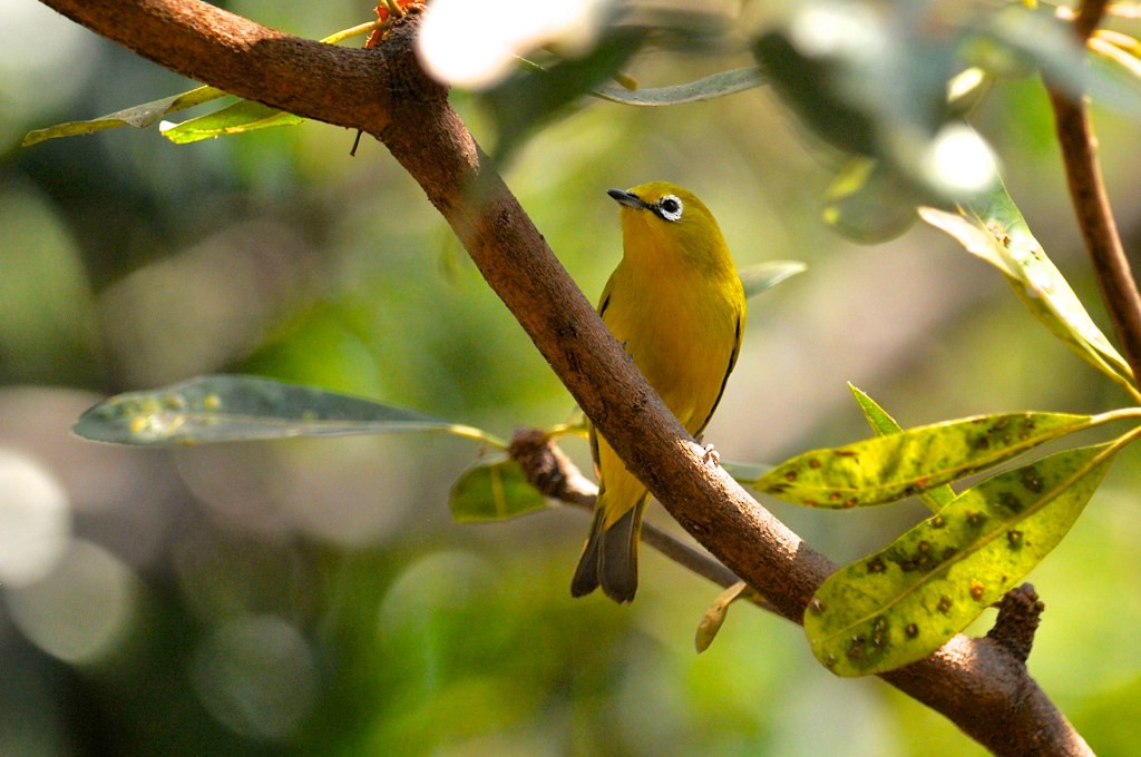 Southern Yellow White-eye - ML627758348