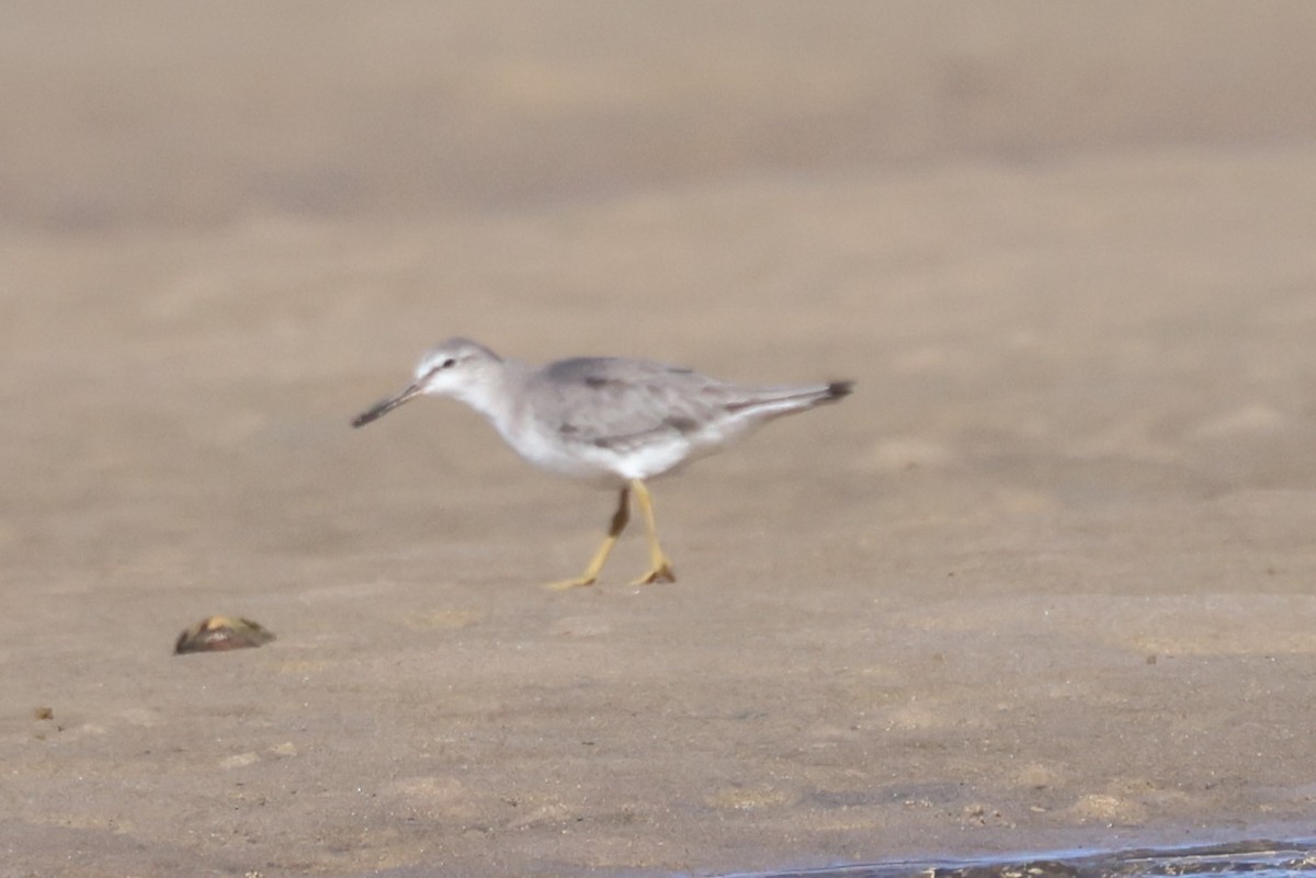 Gray-tailed Tattler - ML627758360