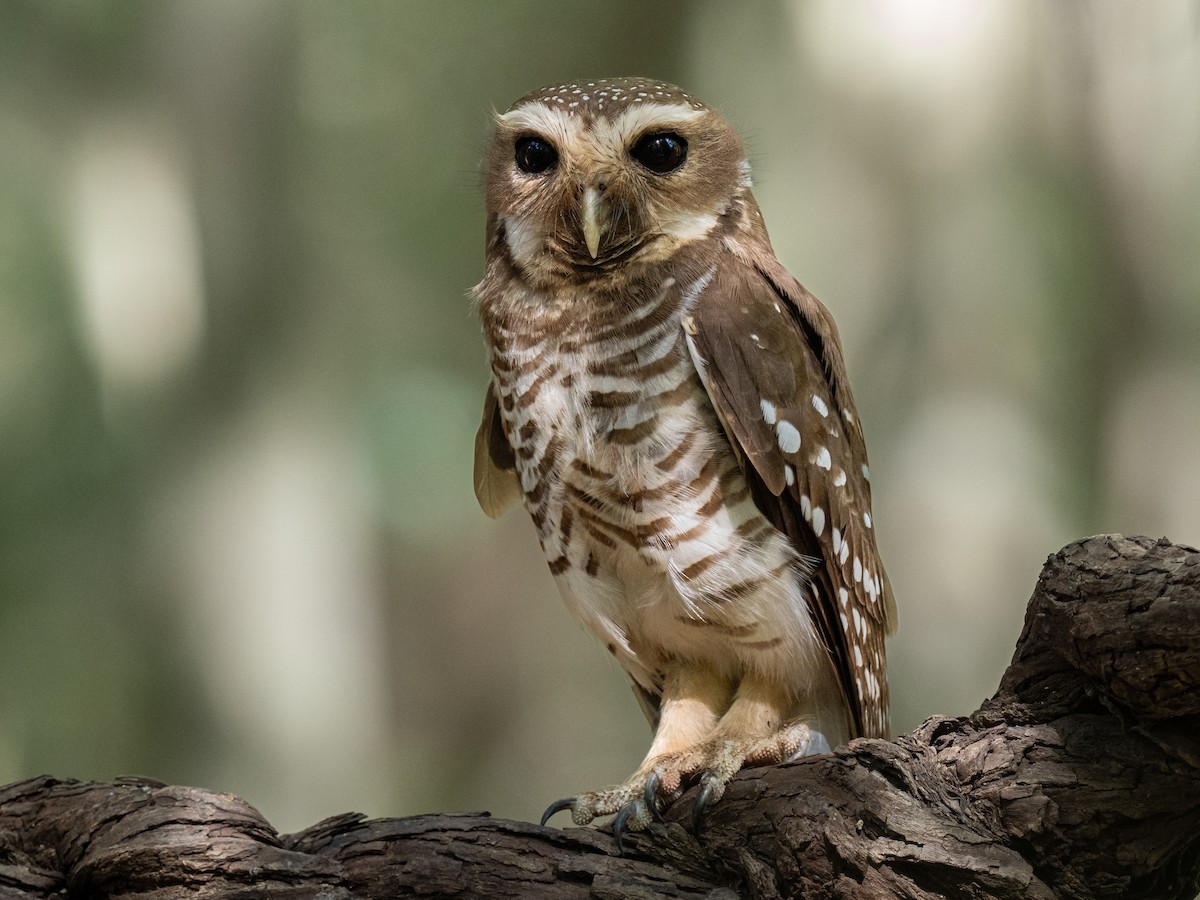 White-browed Owl - ML627758431