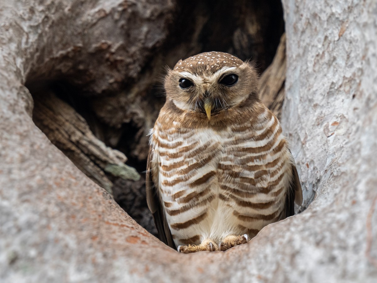 White-browed Owl - ML627758432