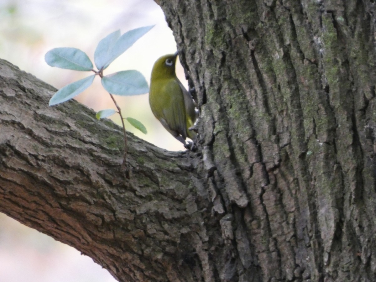 Warbling White-eye - 妙子 田中