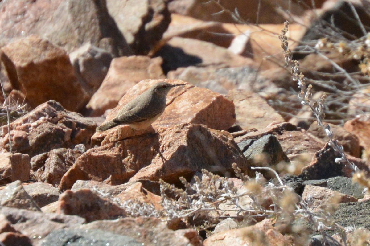 Rock Wren - ML627758676