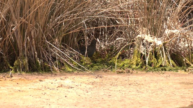 chřástal australský - ML627758699