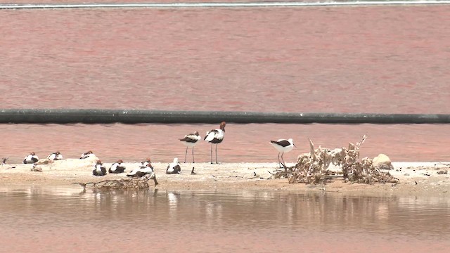 Red-necked Avocet - ML627758712