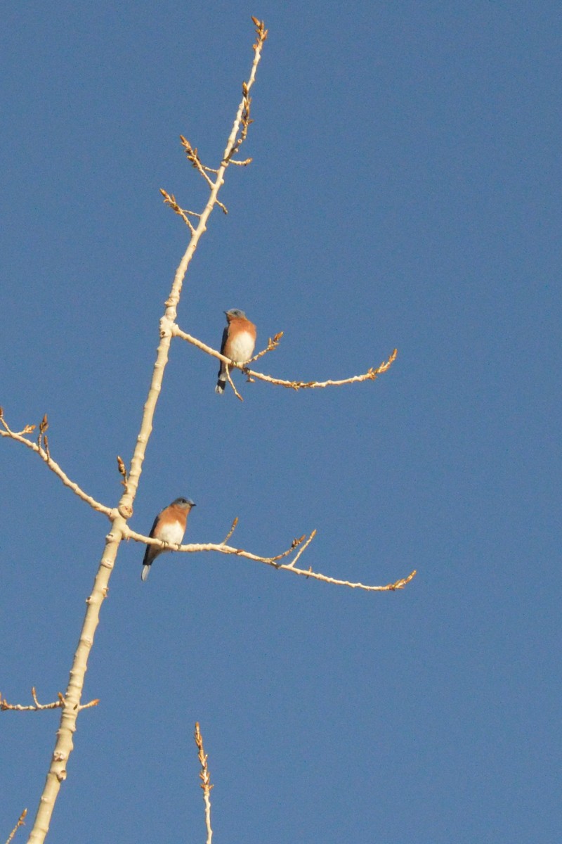 salašník modrý - ML627758741