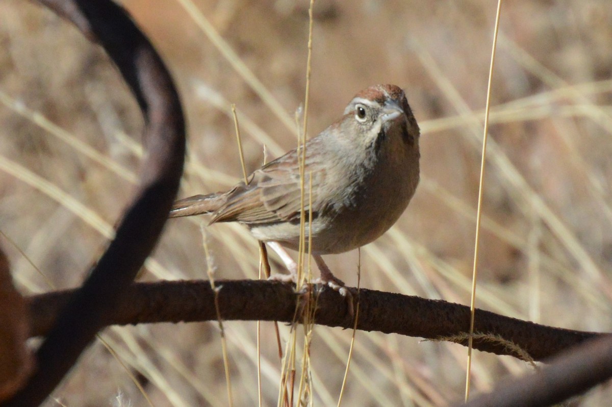 Rufous-crowned Sparrow - ML627758771