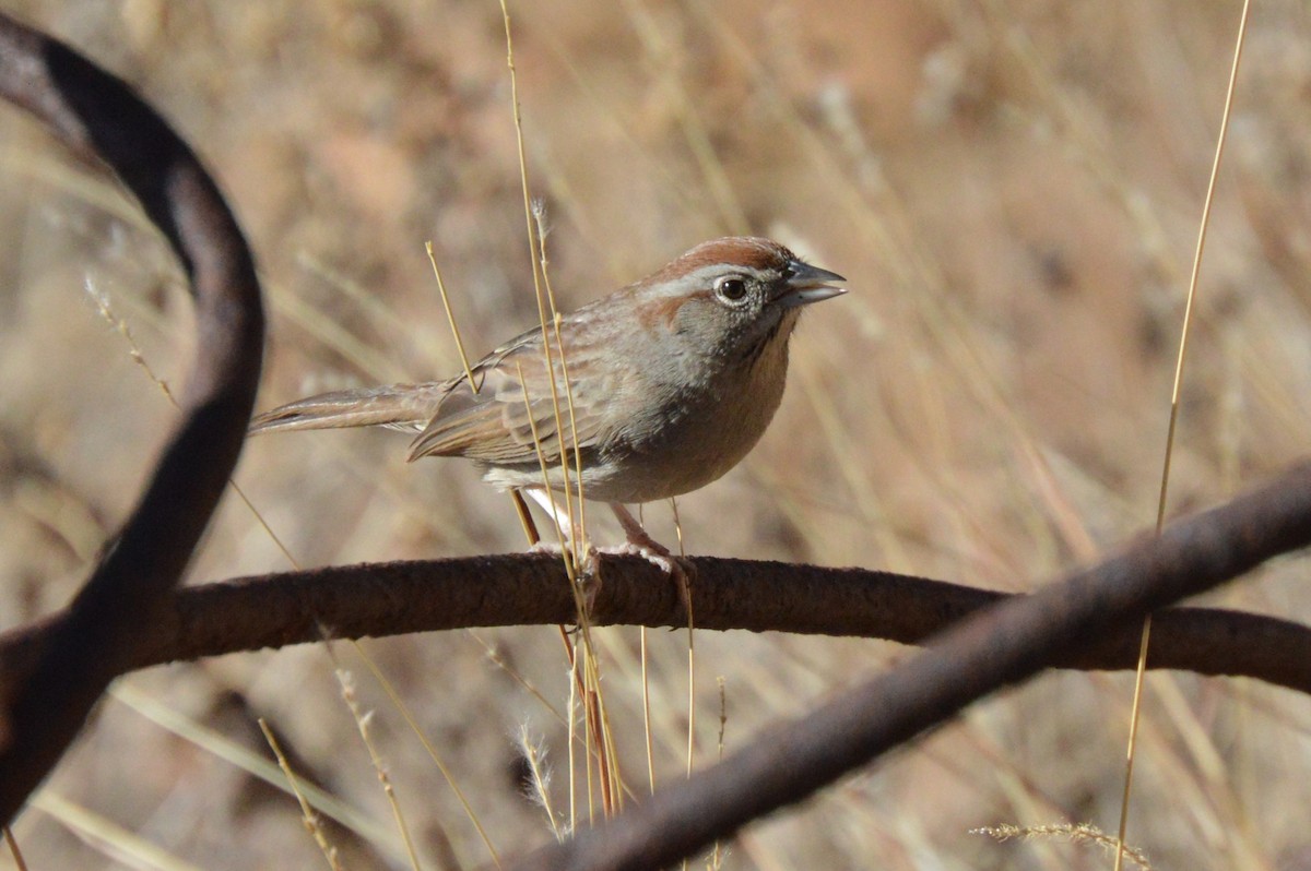 Rufous-crowned Sparrow - ML627758772