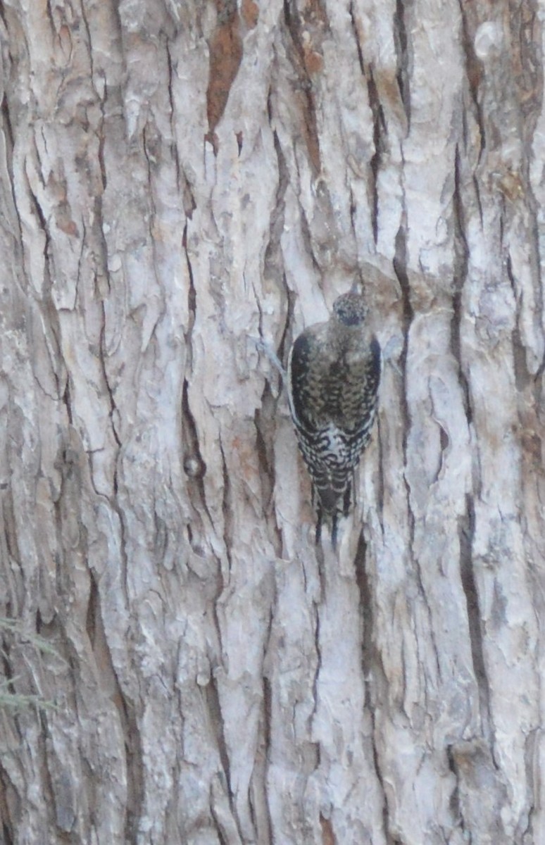 datel rudohrdlý - ML627758847