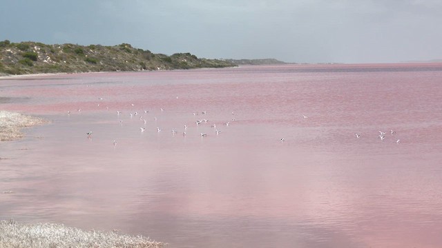 Banded Stilt - ML627758923