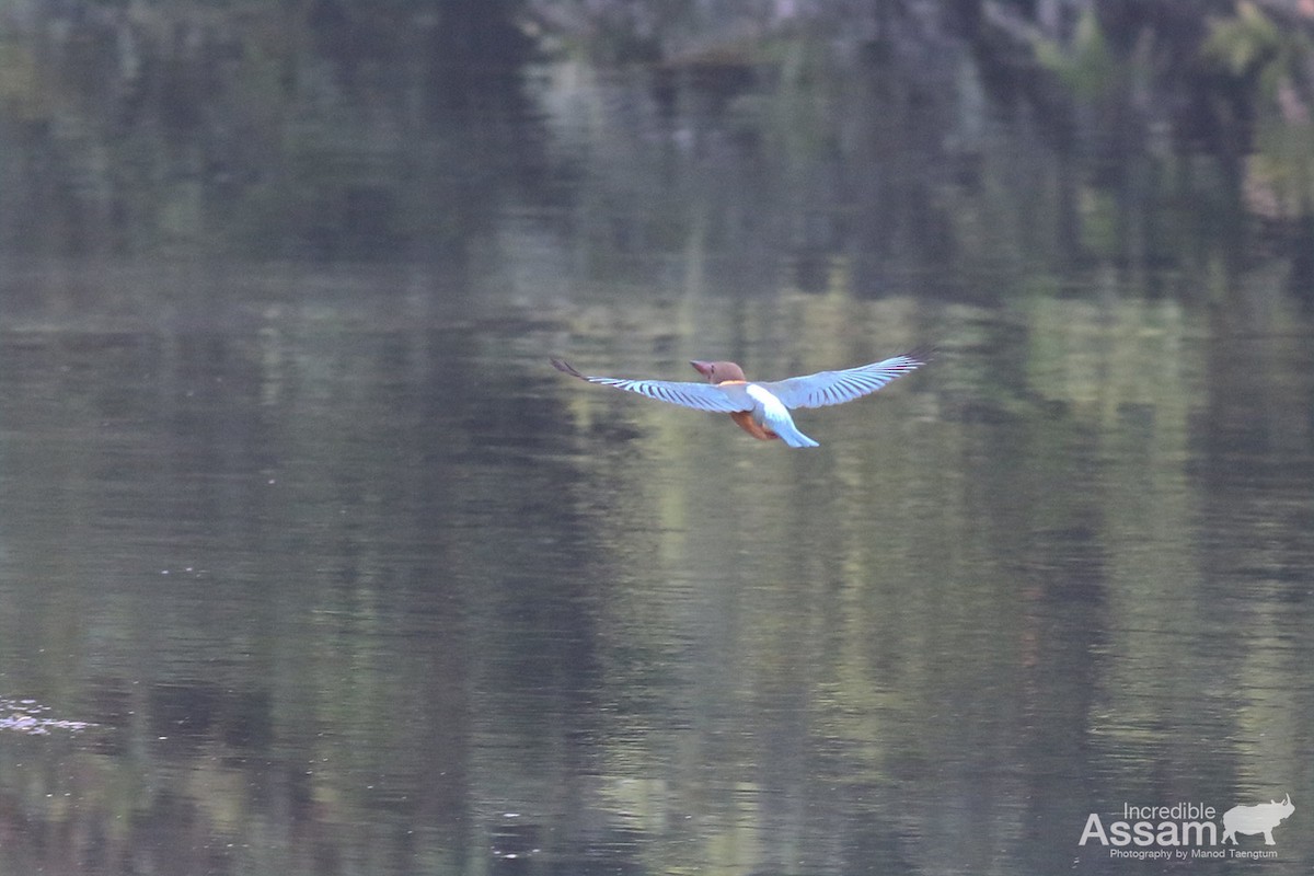 Stork-billed Kingfisher - ML627758926