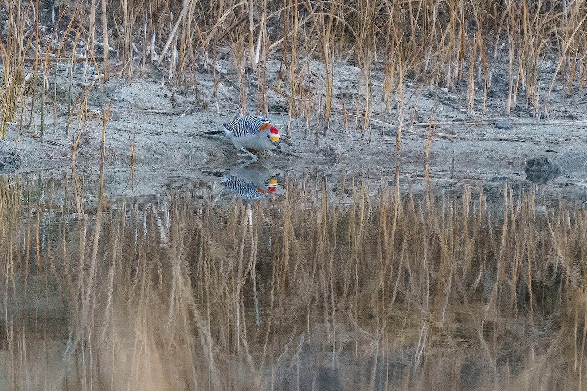 Golden-fronted Woodpecker - ML627758985