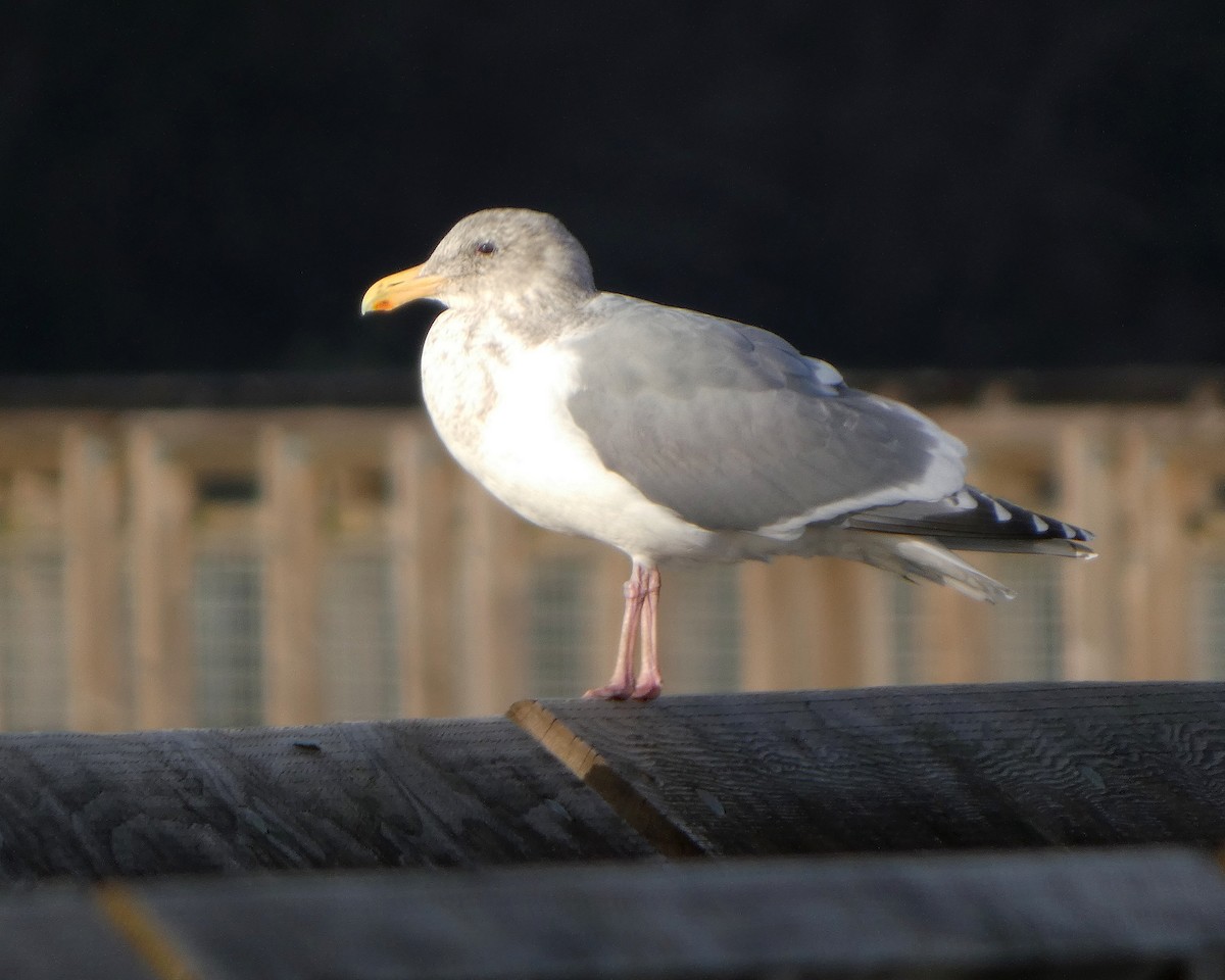 kaliforniasvartbak x gråvingemåke (hybrid) - ML627759068