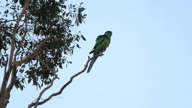 Australian Ringneck (Mallee) - ML627759237