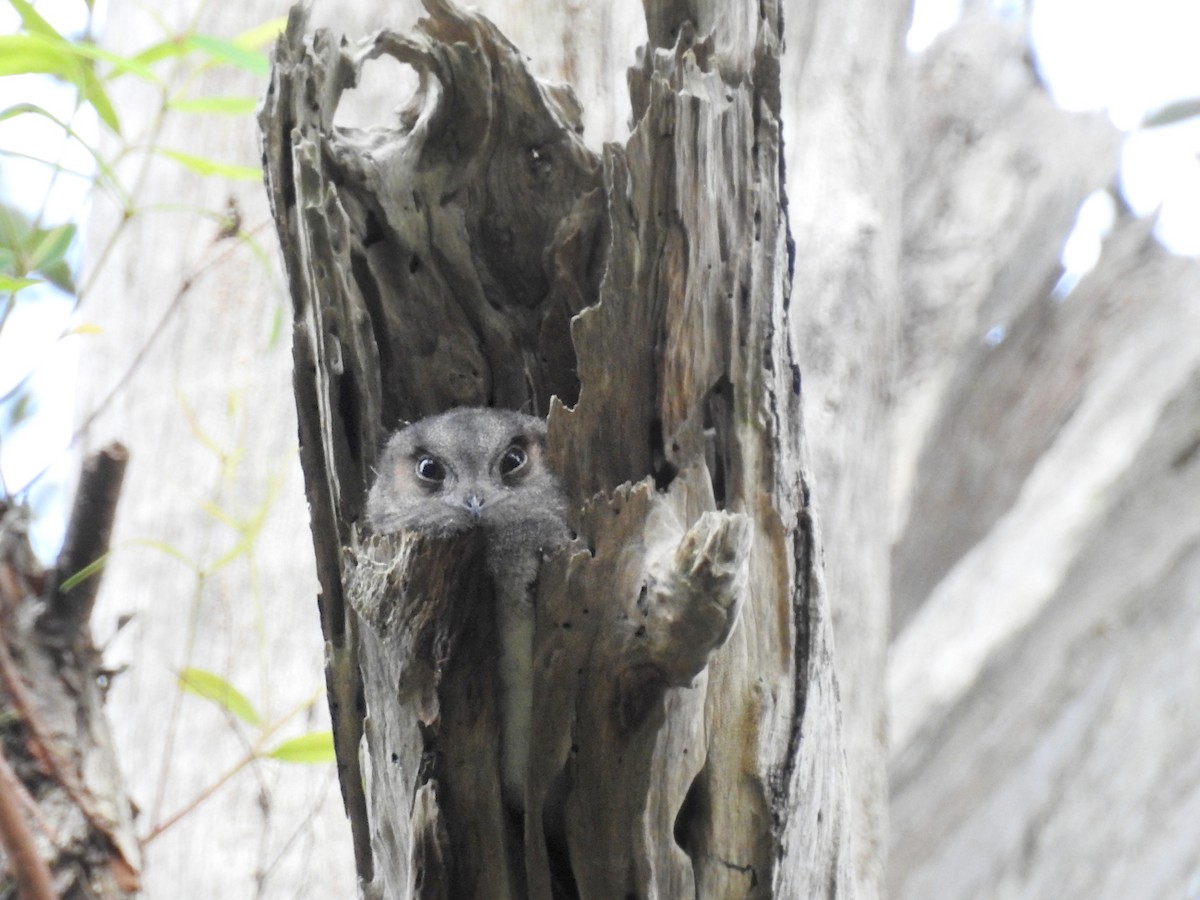 Australian Owlet-nightjar - ML627759245