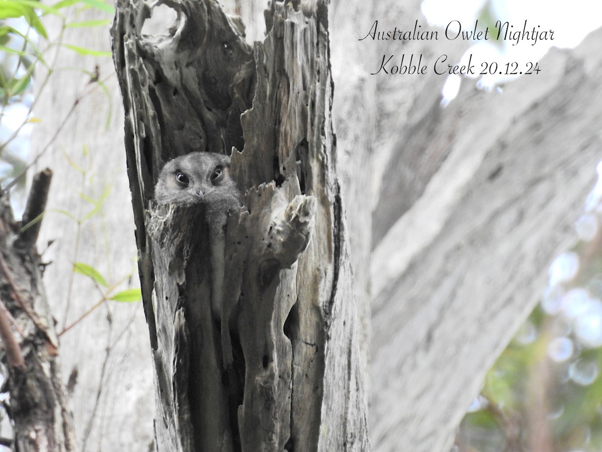 Australian Owlet-nightjar - ML627759246