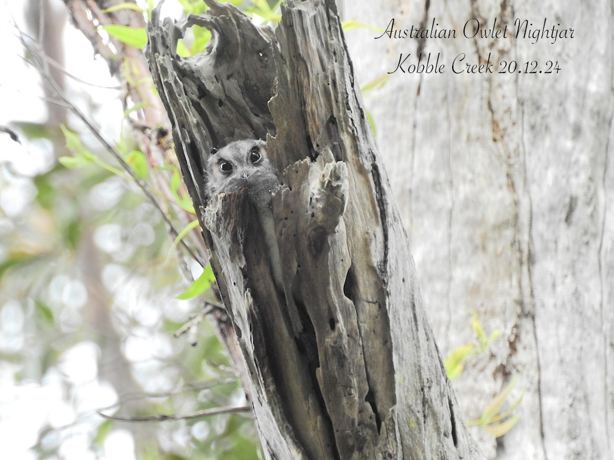 Australian Owlet-nightjar - ML627759247