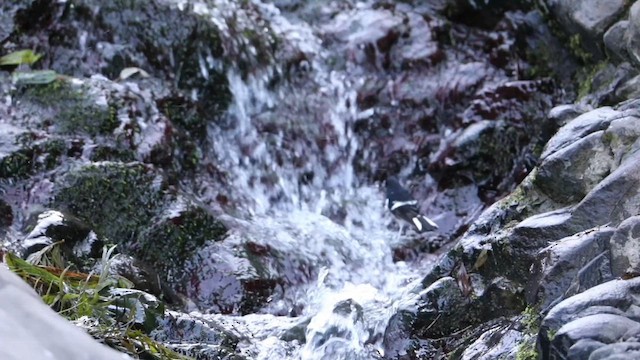 dvergkløftstjert - ML627759267