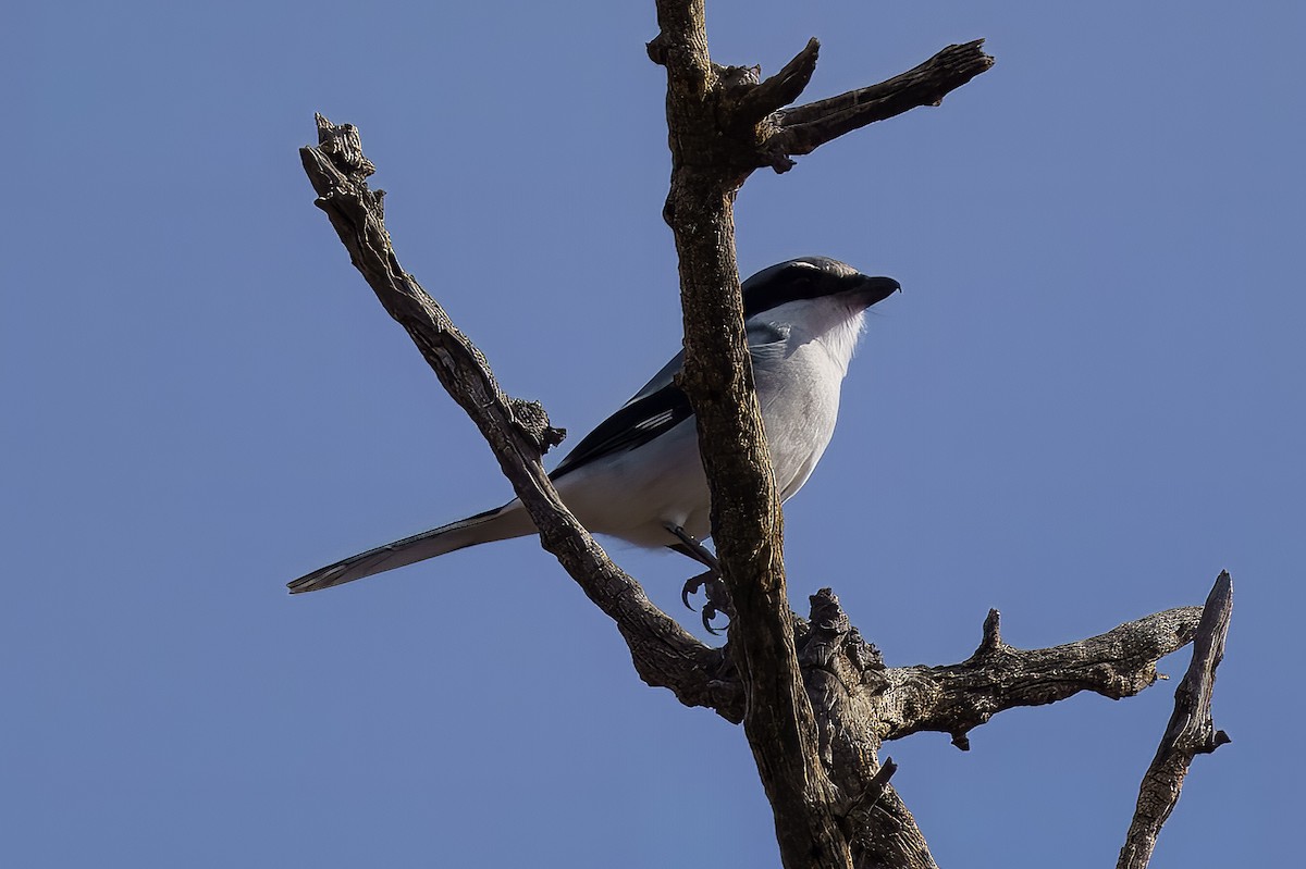 アメリカオオモズ - ML627759334