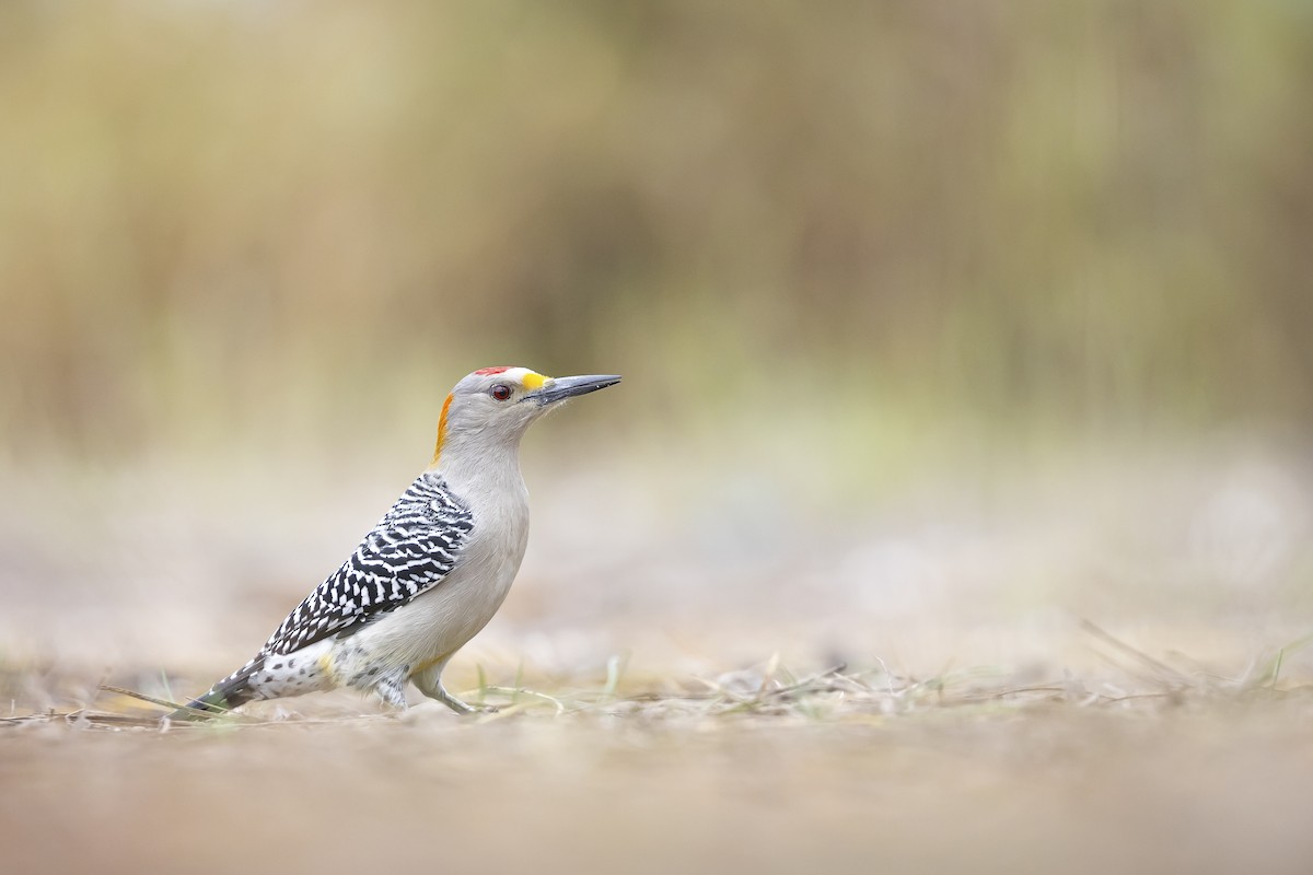 Golden-fronted Woodpecker - ML627759386