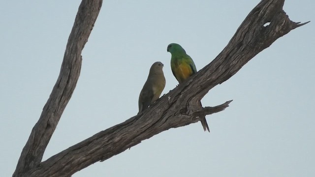 Red-rumped Parrot - ML627759425