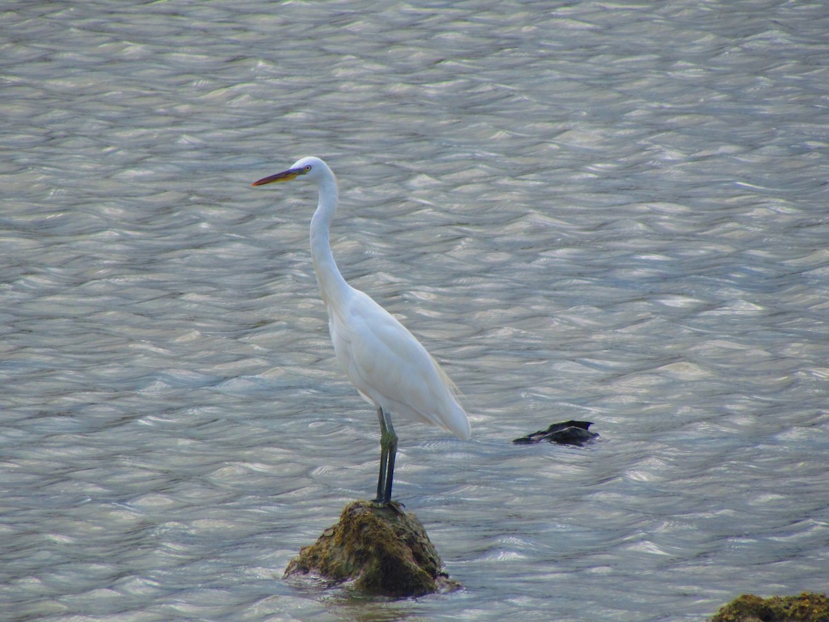 Chinese Egret - ML627759431