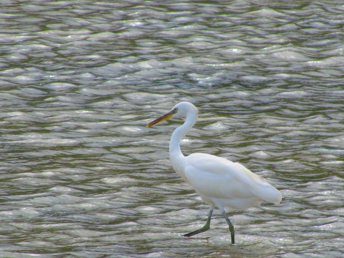 Chinese Egret - ML627759461