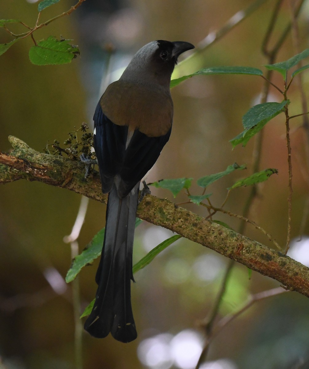 Gray Treepie - ML627759628