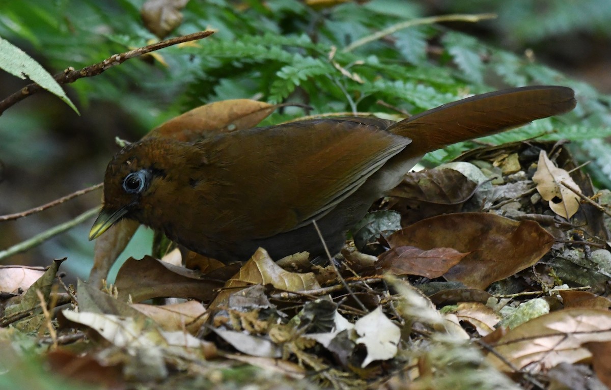 Rusty Laughingthrush - ML627759632