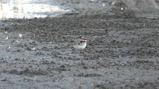 Black-fronted Dotterel - ML627759668