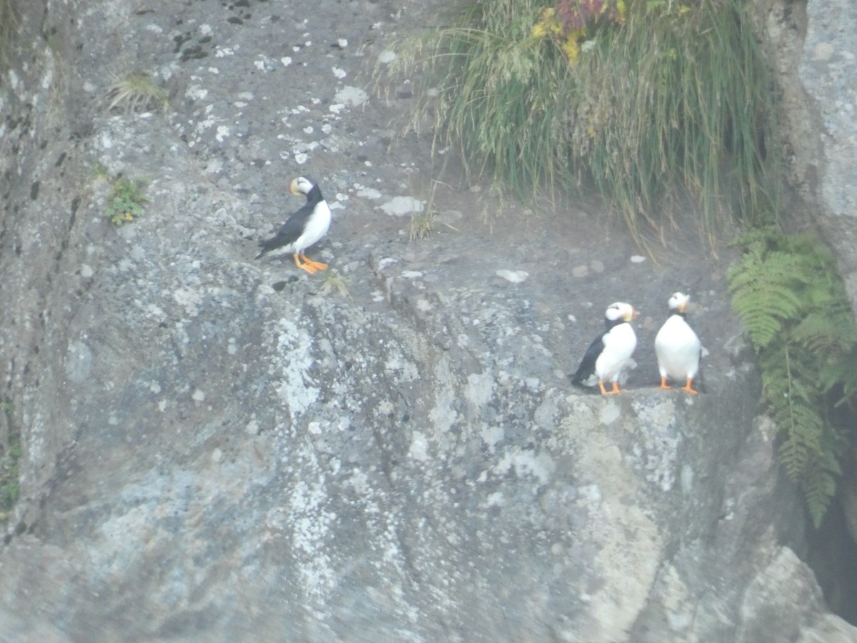 Horned Puffin - ML627759749